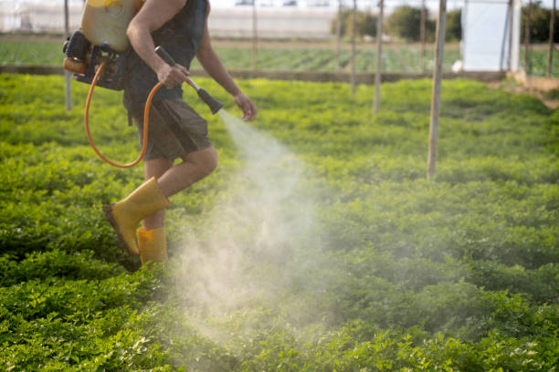 Best Pest Prevention Services  in Dolan Springs, AZ
