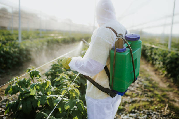Best Pest Removal Services  in Dolan Springs, AZ